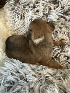 Chihuahua-Zwergpinscher Mischlings Welpen