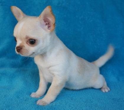 Mini chihuaha welpen