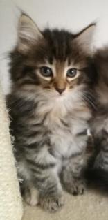 Norwegische Waldkatzen , Kitten Amiee Black/ Tabby mit FIFe Stammbaum , Impfunge