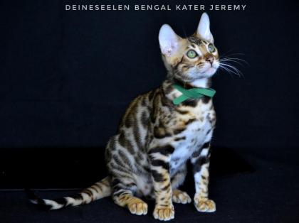 Bengal kitten Jeremy Top-Qualität sofort abholen