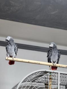 Graupapageienpaar (3Jahre) mit großem Käfig und Zubehör