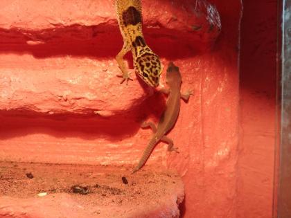 Leopardgecko Nachzuchten + Terrarium