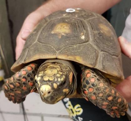 Köhlerschildkröte Chelonoidis carbonarius