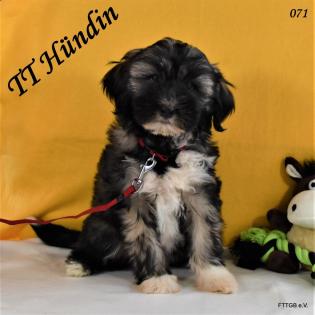 2 Tibet Terrier Welpen in der Farbe Zobel suchen eine neue Familie!