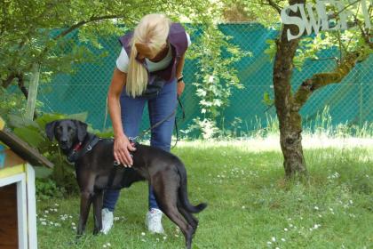 MISTY - Mix - 5 Jahre - Tierhilfe-Franken e.V.
