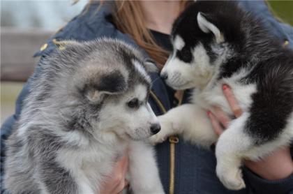 Siberian Husky Wurfplanung2021