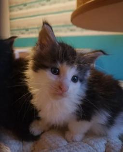 Maine Coon Babys in diversen Farben abzugeben