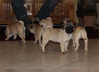 Mops Welpen freiatmend ab sofort abzugeben