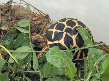 Sternschildkröten NZ2021 ( Geochelone elegans )