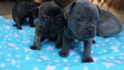 Französische Bulldogge Welpen Blau Rüde