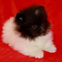 Teacup Pomeranianwelpen gescheckt