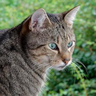 Baccarddi - sucht dringend ein Zuhause!  (aus dem Tierschutz / gechipt, geimpft,