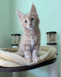 Ein ideales Kätzchen für die ganze Familie, MAINE COON KITTEN mit Stammbaum