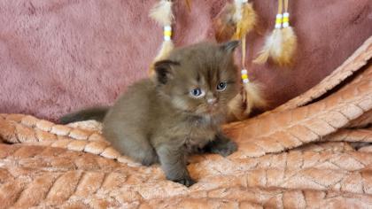 Bkh Kitten in seltener Farben.Stammbaum