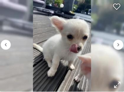 Chihuahua Welpe Bruno such ein liebevolles zuhause