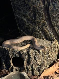 Heterodon Nascius (Hakennasennatter)