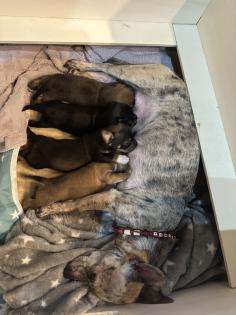 Chihuahua-Zwergpinscher Mischlings Welpen