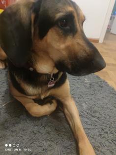 Mischlingshund Schäferhund Bracke Mix