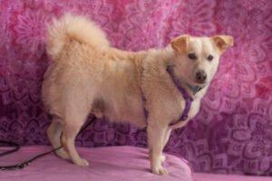 FRIENDLY -  männlich  4 Jahre  40 cm  18.3 kg  Mix  Gechipt  Kastriert