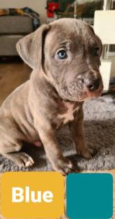 Cane Corso Mischlinge 