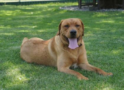 Labradorwelpen in foxred Labrador Welpe * Abgbe ab Ende April 204