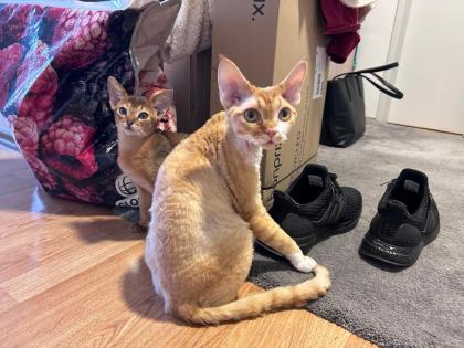 Devon Rex Kater Amour (10 Monate, kastriert) - verspielt und sehr liebevoll