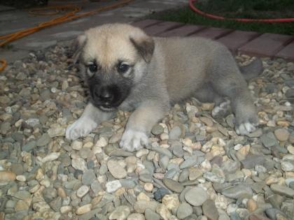 Kangal   germanischer Bärenhund Welpen