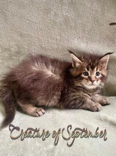 Traumhafte Maine Coon Babys mit Stammbaum