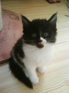 Wunderschöne Maine Coon Kitten