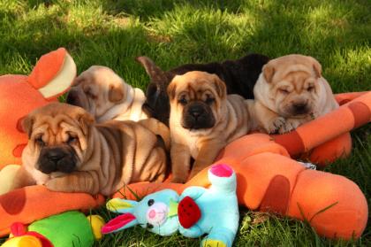 SHAR PEI mini WELPEN