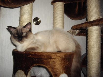 Ragdoll-Kater