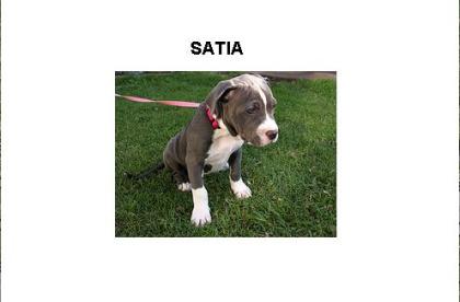 American Pitbull Terrier Welpen .... 100 € 