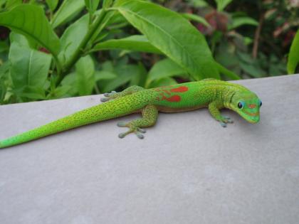 !!!verkaufe phelsuma laticauda laticauda!!!