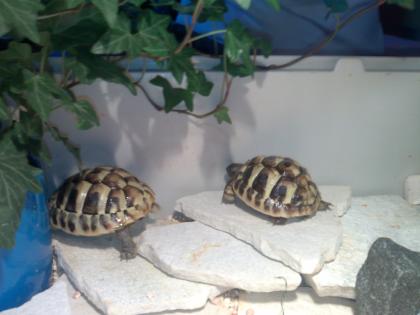 2 griechische landschildkröten, männchen und weibchen 1jahr alt