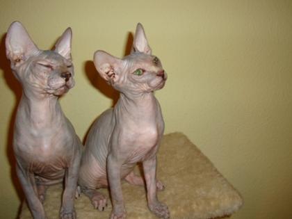 Sphynx Baby 