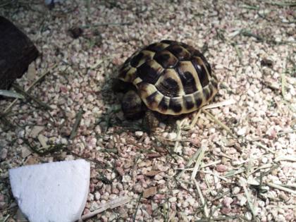 2 griechische landschildkröten, nachzuchten 1 jahr alt