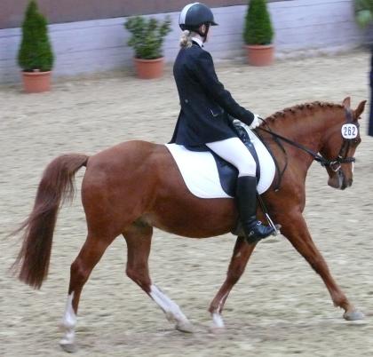 Suche Reitbeteiligung!