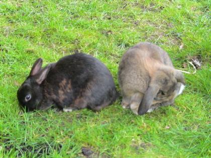 Verkaufe 1 Rassekaninchen und 1 Zwergkaninchen