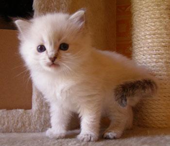 Super kuschlige reinrassige Ragdollkitten