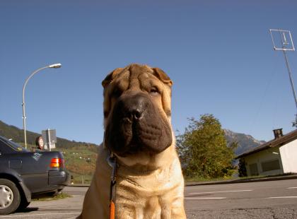 Shar-pei, reinrassig deckt gern Ihre Hündin