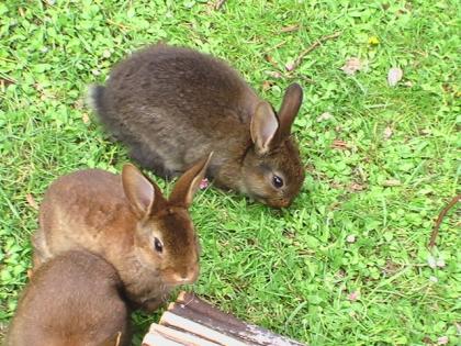 Schöne Kaninchen in verschiedenen Größen und Farben