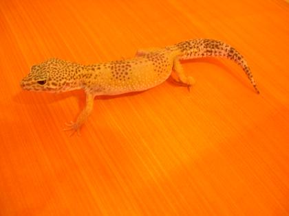 LEOPARDGECKO WEIBCHEN 288665