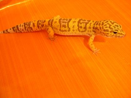 LEOPARDGECKO BOCK 288650