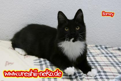 Barney schmussiger maine coon kater abzugeben