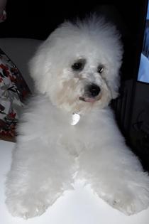 Bichon frisé Welpen-aus VDH-Zucht suchen noch liebe Hundeeltern