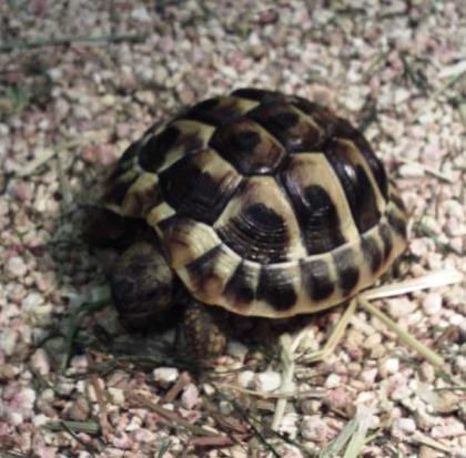 2 junge griechische lanschildkröten abzugeben