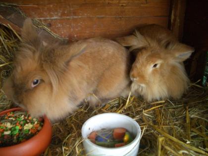 2 zuckersüsse Zwergkaninchen kostenlos abzugeben