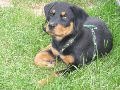 5monte junge rottweilerwelpin zu verkaufen