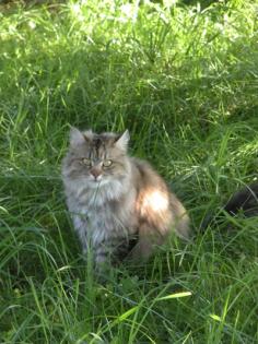 Wunderschöne absolut liebenswerte junge Katze 