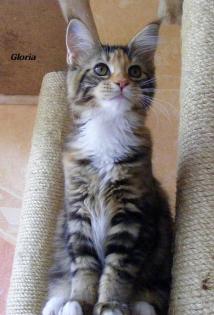      2 Maine Coon Mädels sind .....    